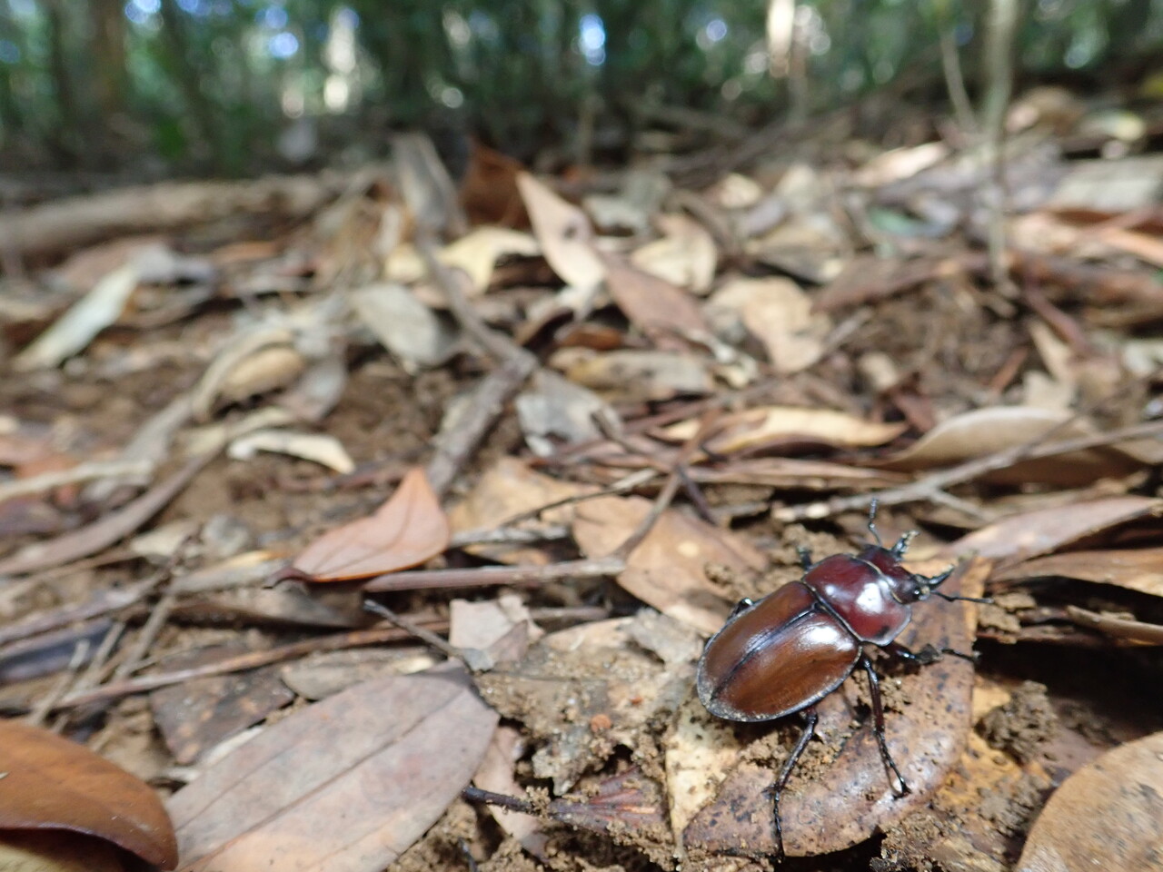 2021 西表島 ヤエヤママルバネ採集記（後半） : NEOの虫採りはいじゃんぷ