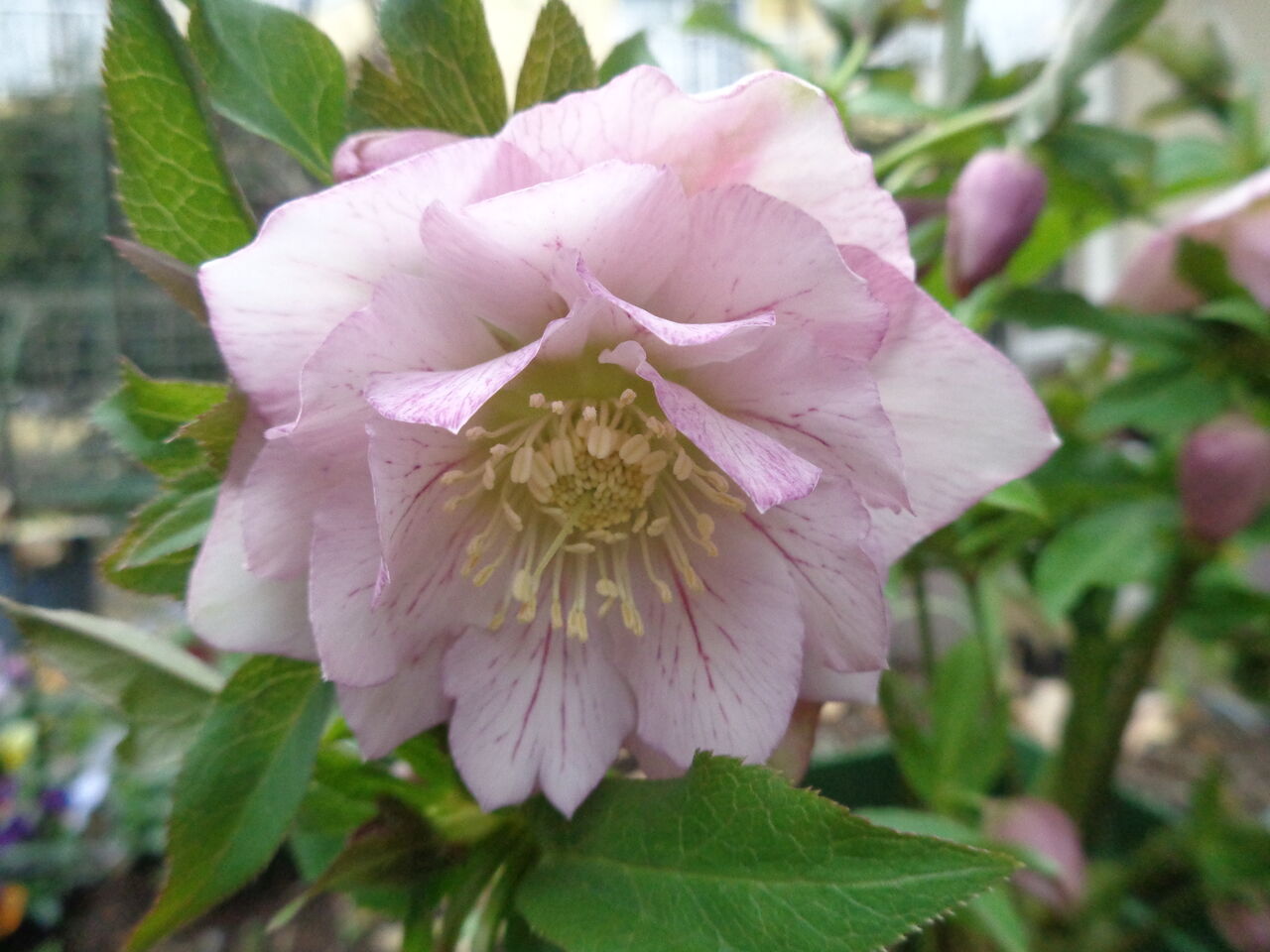 手毬～透明感がある淡いピンクのクリスマスローズ～ : 伊藤まゆみの