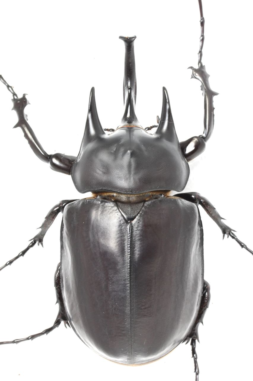 アクティオンゾウカブト飼育記 羽化ラッシュ : オオカブトの部屋