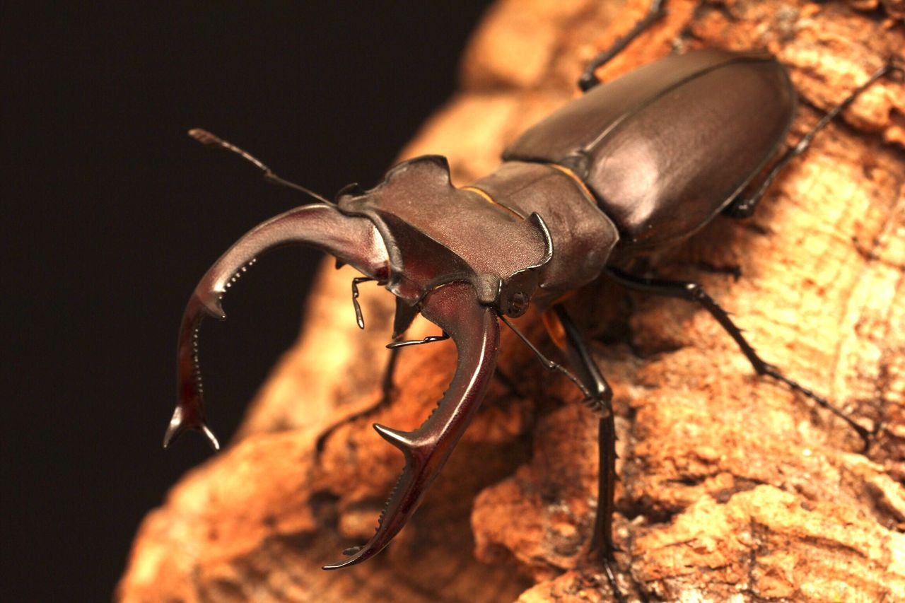 ユダイクスミヤマクワガタ飼育記 : オオカブトの部屋