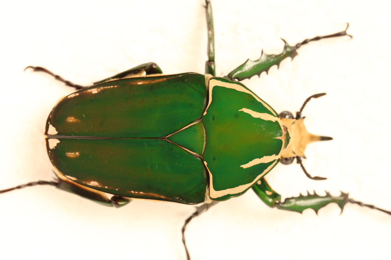 トルクアータオオツノカナブン(インマキュリコリス)飼育記 採卵 孵化