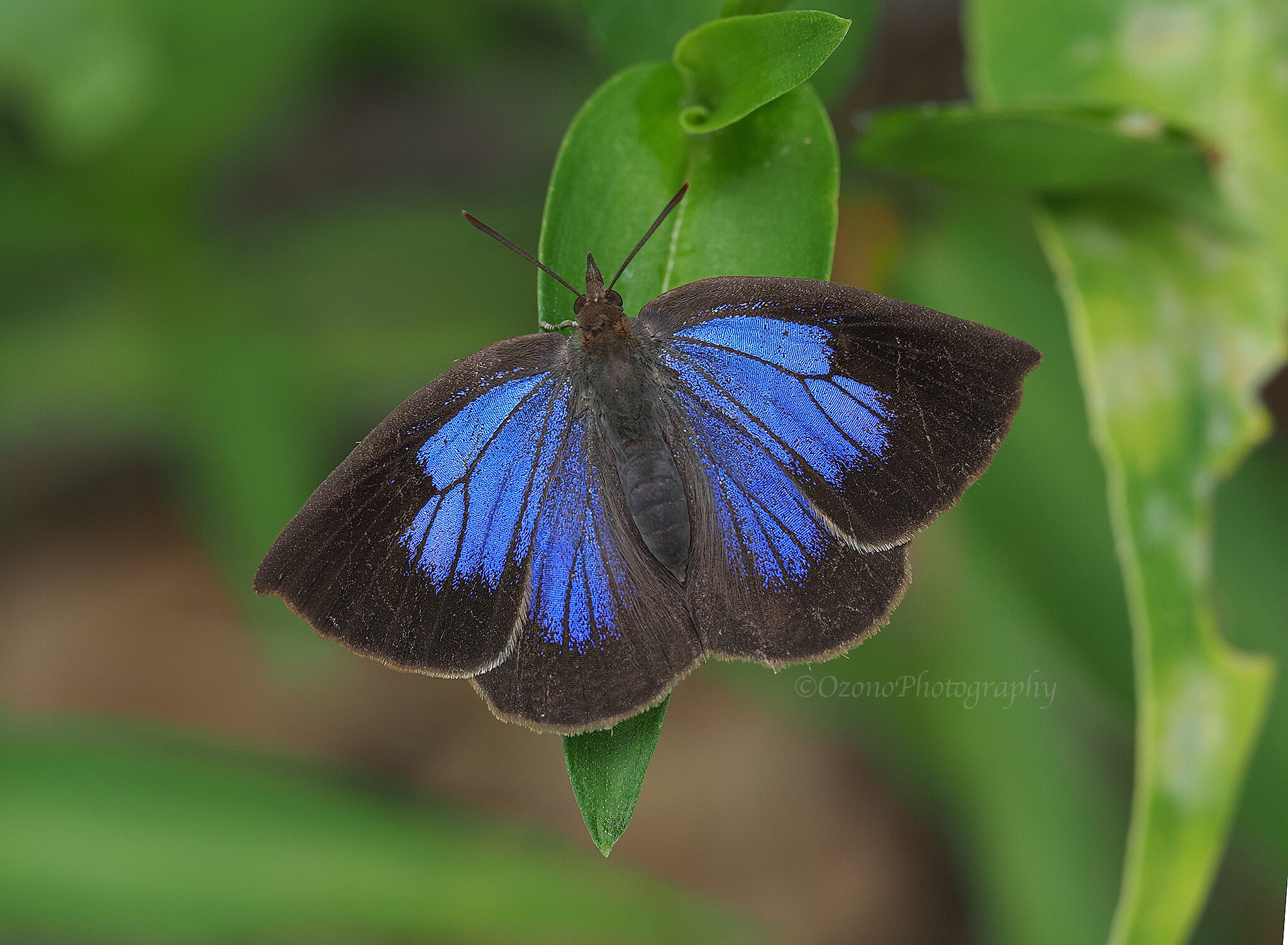 紫 : 湘南むし日記