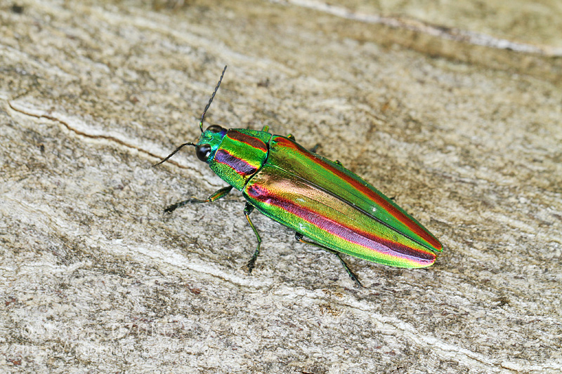 激レア キラキラアラメムカシタマムシ 甲虫 標本 昆虫 激レア キラキラ