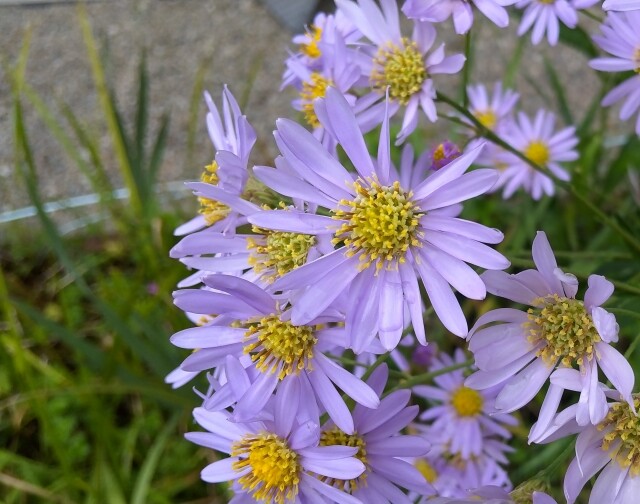 67 紫苑(シオン) : 雄苑のオフィシャルblog