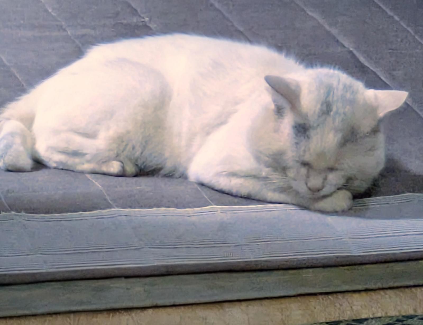 短い鍵しっぽの白猫を探しています