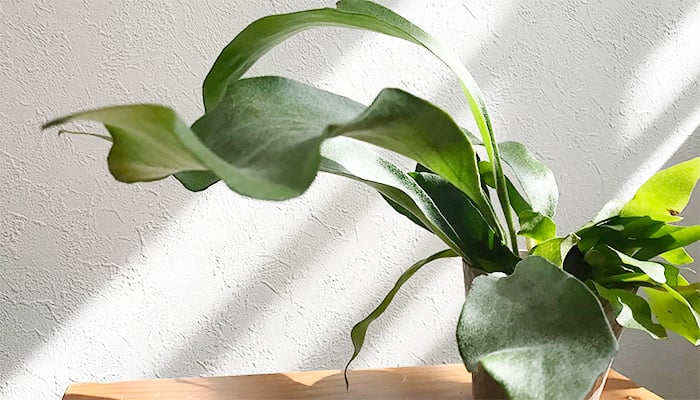 ビカクシダ（コウモリラン）の育て方・栽培方法 | LOVEGREEN(ラブグリーン)