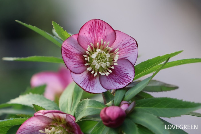 横山園芸さんに聞いた！ クリスマスローズの色々な咲き方とおすすめ