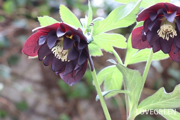 冬から早春に咲くシックで気品ある花】クリスマスローズ・ブラック