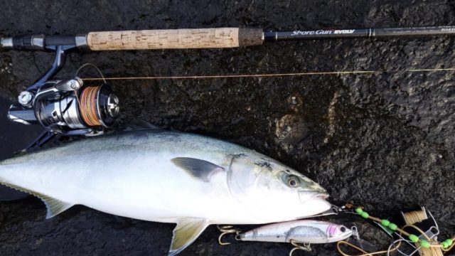 86ML/103XXXH]パームスのショアガンエボルブをインプレ！エギングと