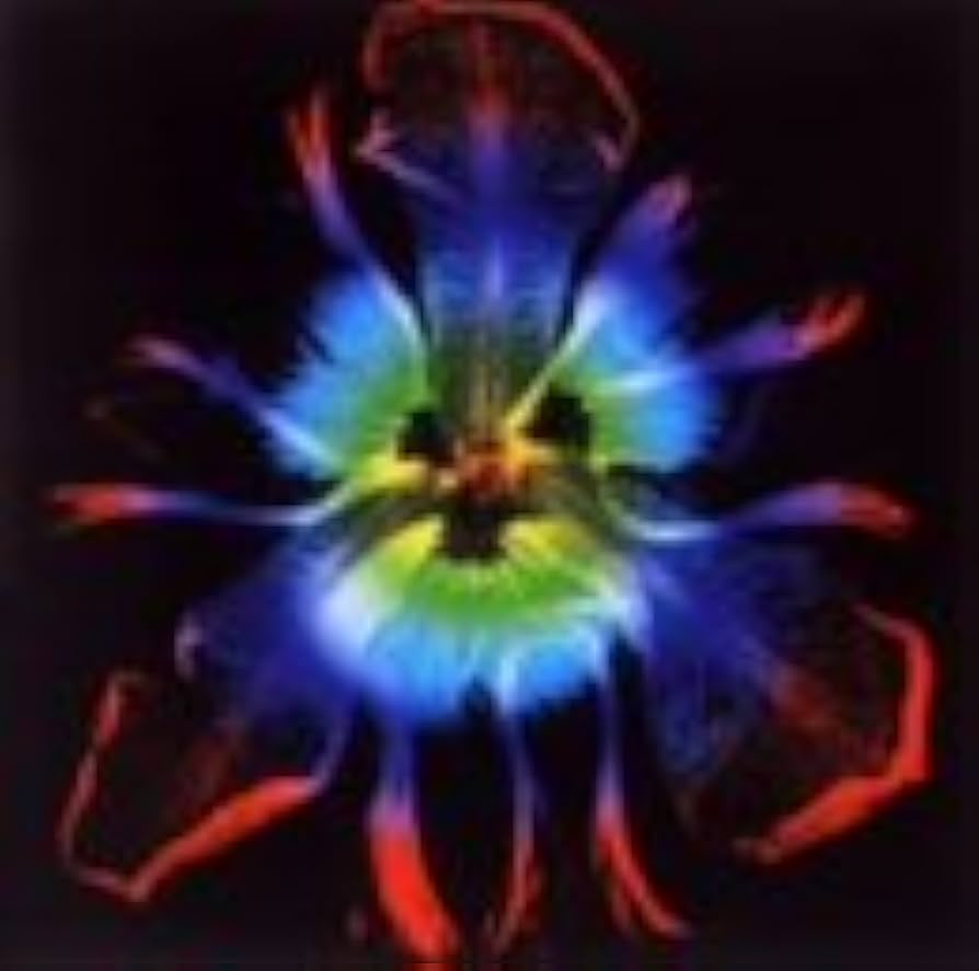 Amazon.co.jp: DICTATORS CIRCUS-奇術的旋律-(通常盤): ミュージック