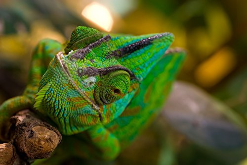 Amazon | TAMRON 単焦点マクロレンズ SP AF90mm F2.8 Di MACRO 1:1