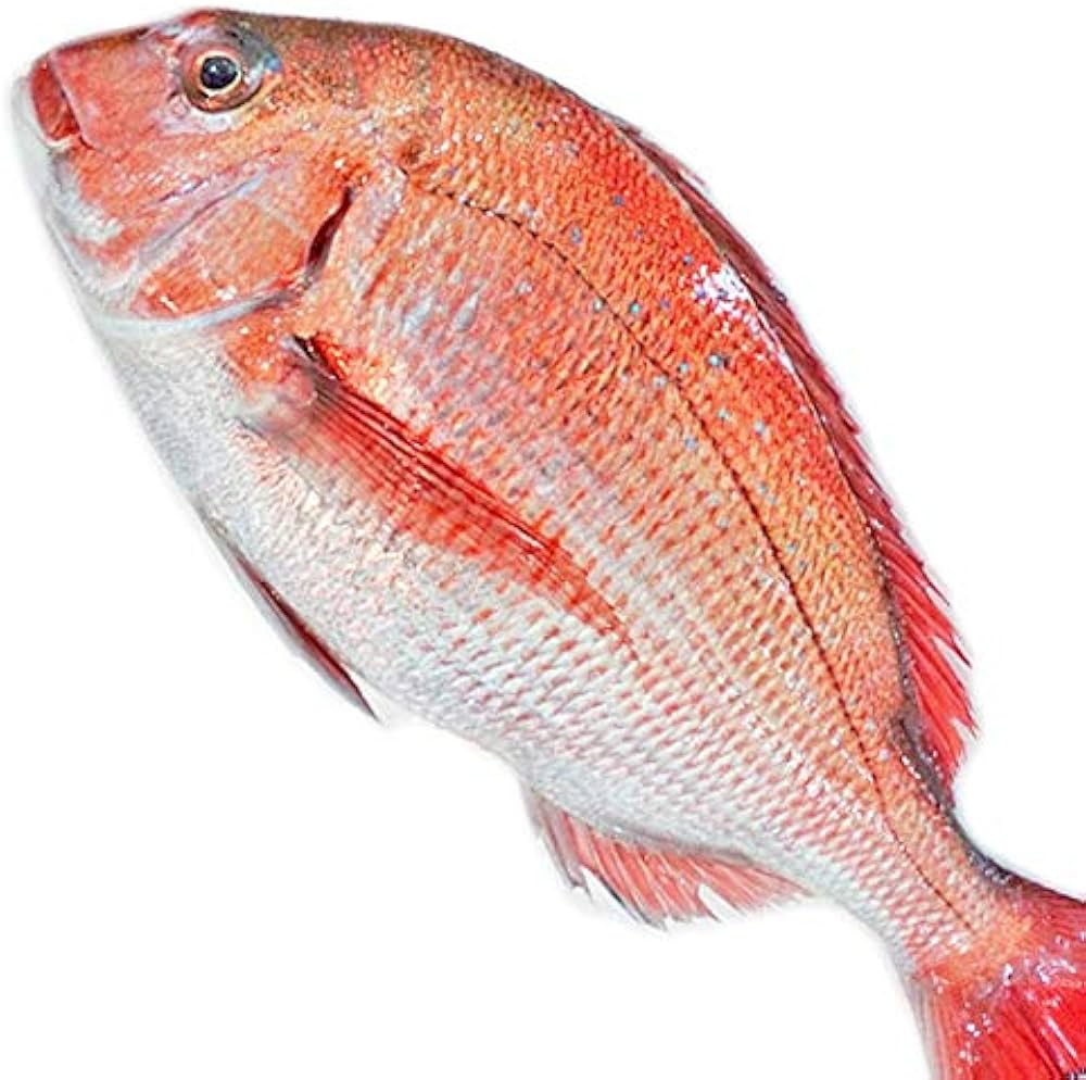 Amazon.co.jp: 魚水島 天然真鯛 マダイ 桜鯛 日本海産 3.5～3.9キロ物