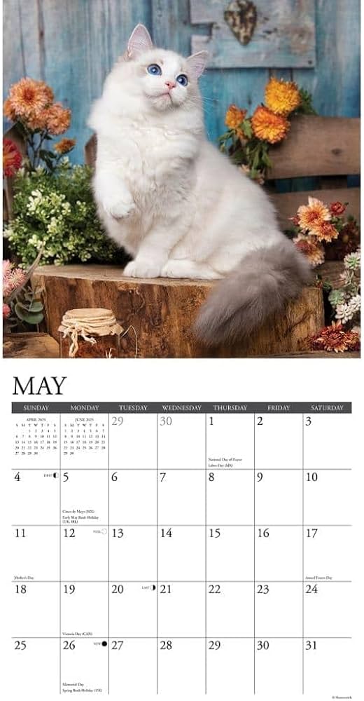 Amazon | Ragdoll Cats 2026 12 X 12 Wall Calendar | Willow Creek
