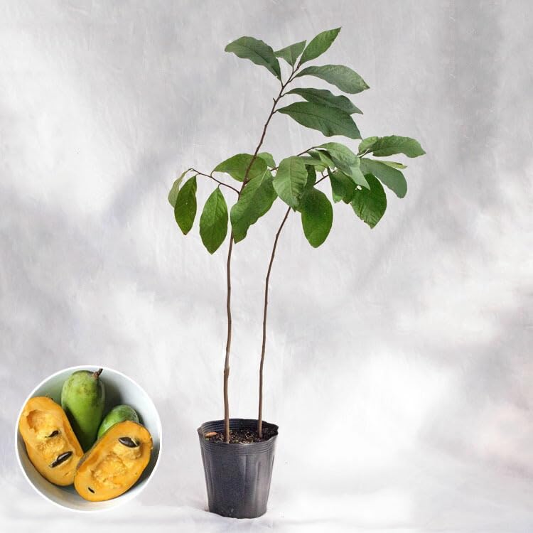 Amazon | 庭木・植木 ポポー（ポーポー） 5年生苗【実生】 2本立 / 5寸