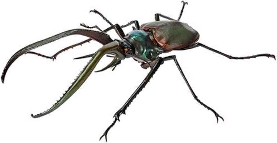 Amazon.co.jp: いきもの大図鑑 くわがた08 チリクワガタ : ペット用品