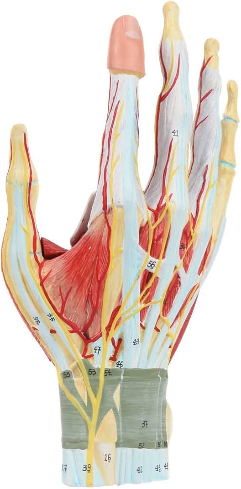 Amazon.co.jp: 人間の手の解剖学モデル 7 つの部分からなる手の 3D