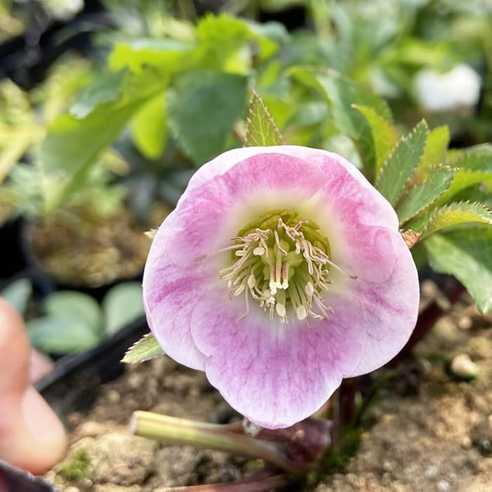 Amazon.co.jp: 予約販売 クリスマスローズ苗 パステリッシュストレイン