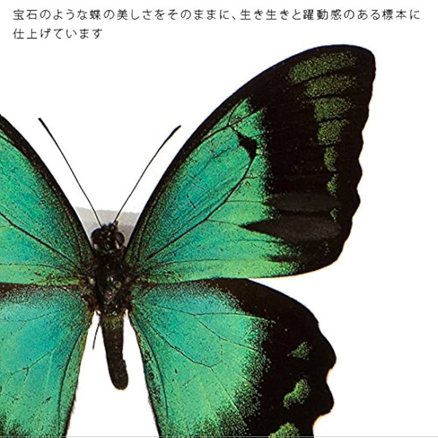 蝶々 標本 まとめ売り アゲハ グリーン ブルー 0613-S6299s 蝶々 標本