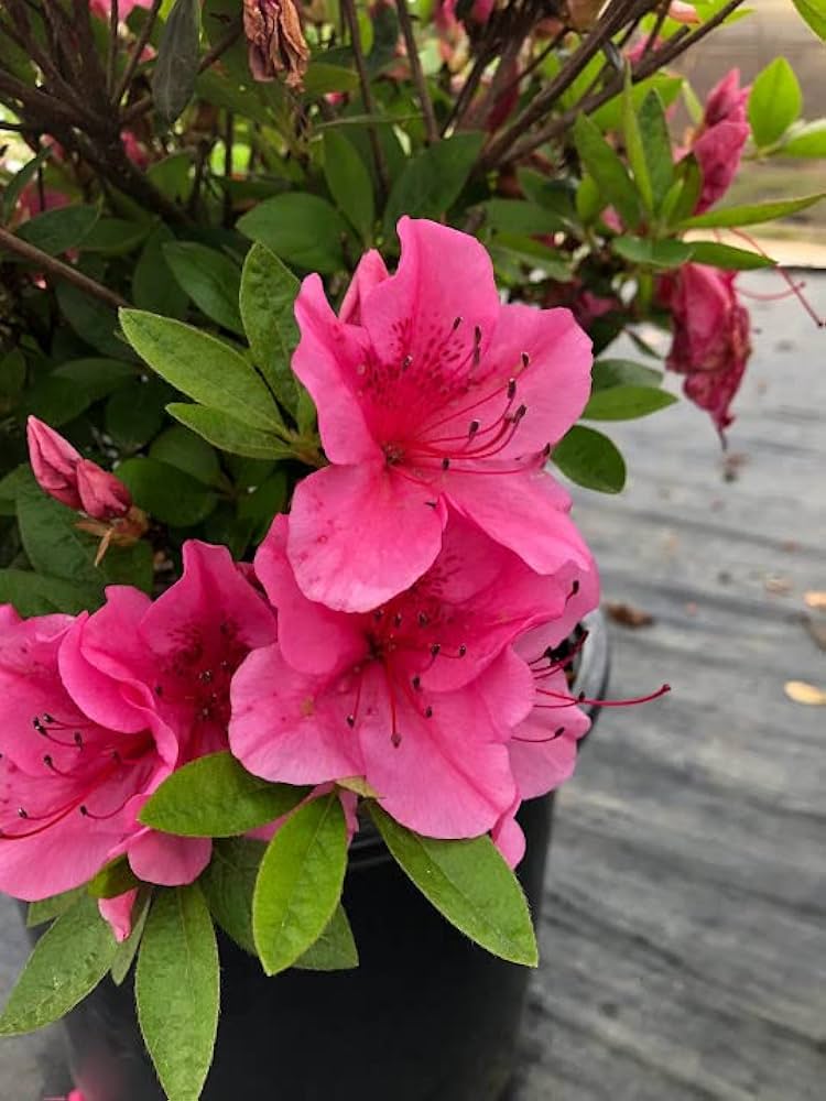 Amazon.com : Maid in The Shade® 'Renee Michelle' Azalea Hybrid