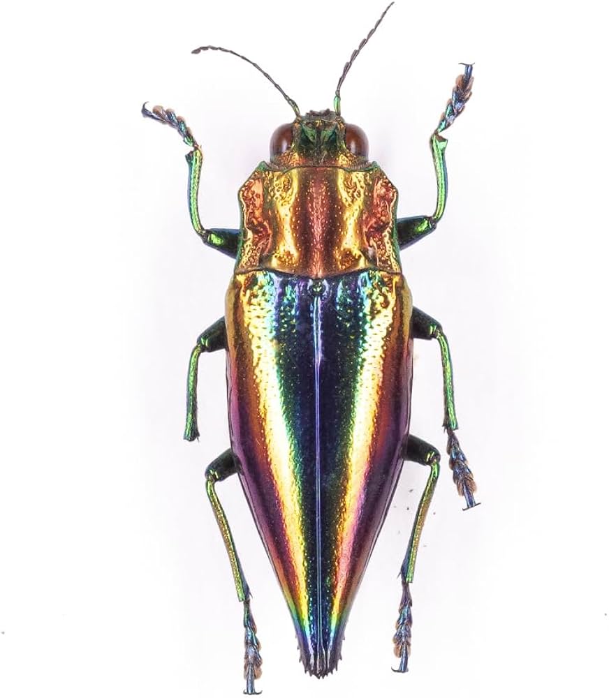 ジ*ン様 昆虫標本 30匹 タマムシ ジ*ン様 昆虫標本 30匹 タマムシ ジ