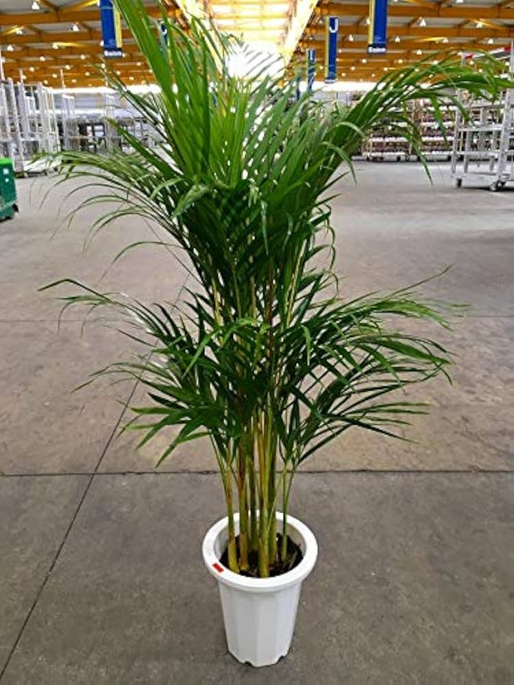 Amazon｜アレカヤシ 8号｜観葉植物 オンライン通販