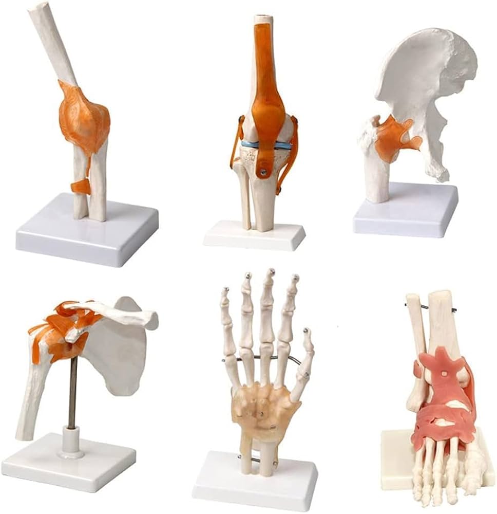 Amazon.co.jp: 人体関節模型 骨格 手 肘 手首 足首 骨 肩 膝 股関節