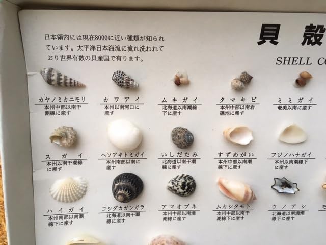 Amazon | ＜込＞日本領内 貝殻標本 50種 セット まとめて 資料 かい
