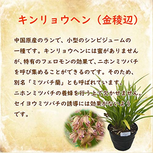 Amazon.co.jp: 【 花芽2個付き 】キンリョウヘン 苗 花（ 金稜辺