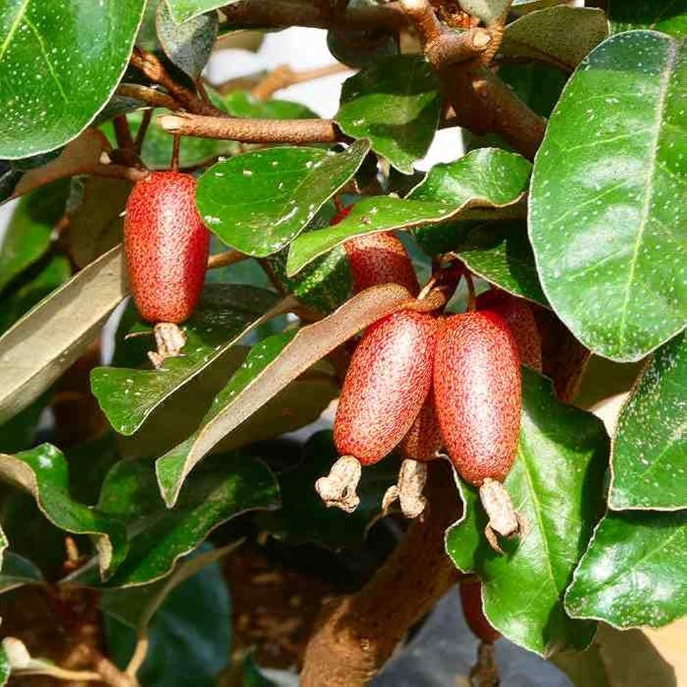 Amazon | グミ 苗 寒グミ 4号 苗木 盆栽素材にも 垣根 生け垣 庭木