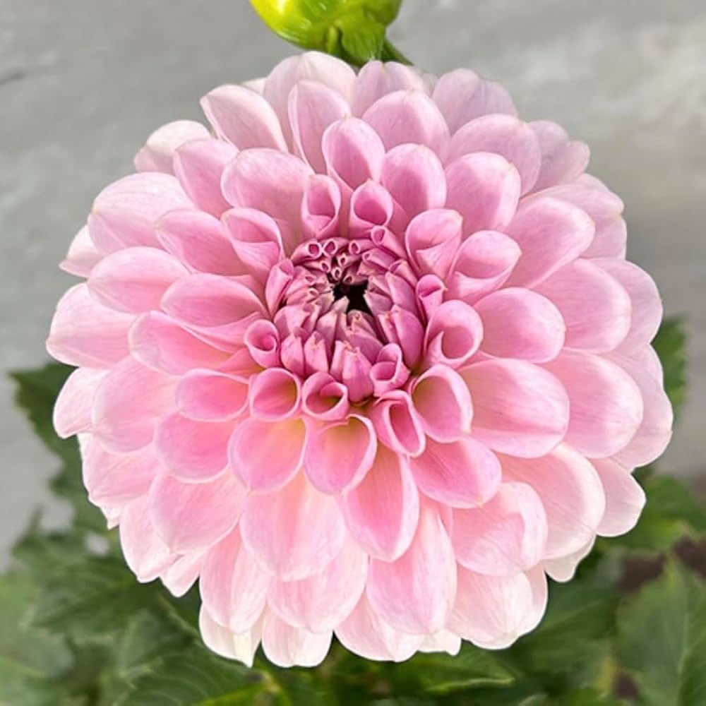 51Nx7yXPILL._AC_UF1000,