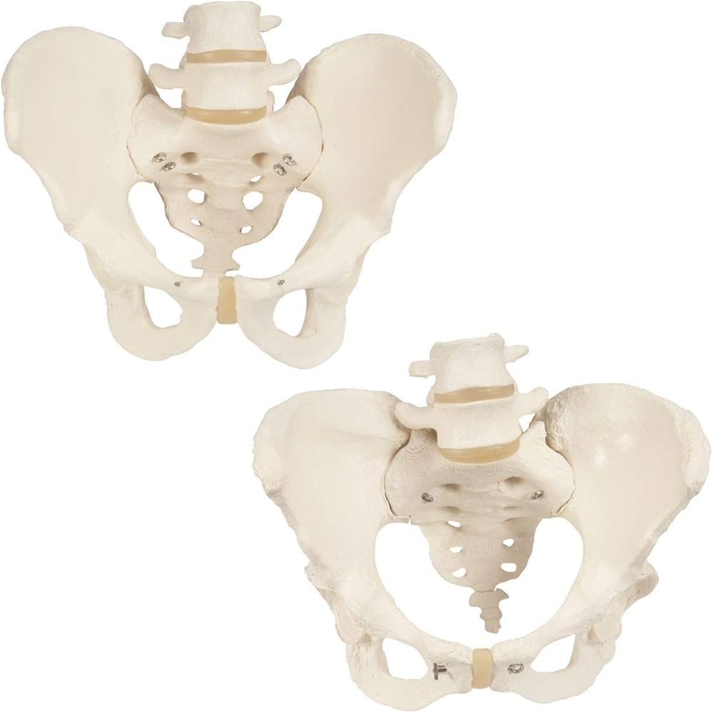 Amazon.co.jp: 男性と女性骨盤模型のお得なセット，骨盤セット - 3B