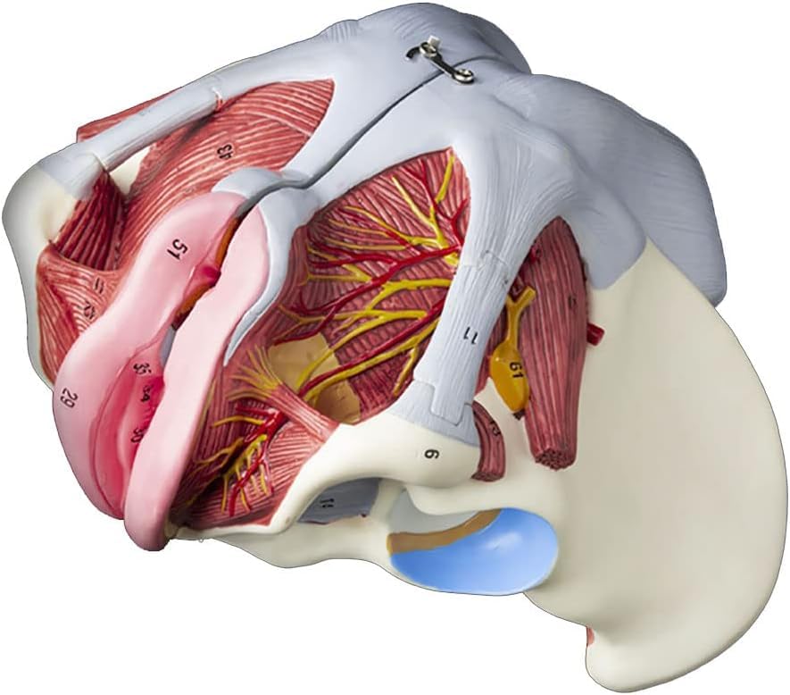 Amazon.co.jp: 女性の骨盤会陰モデル、骨盤底筋付き 1:1 実物大人間の