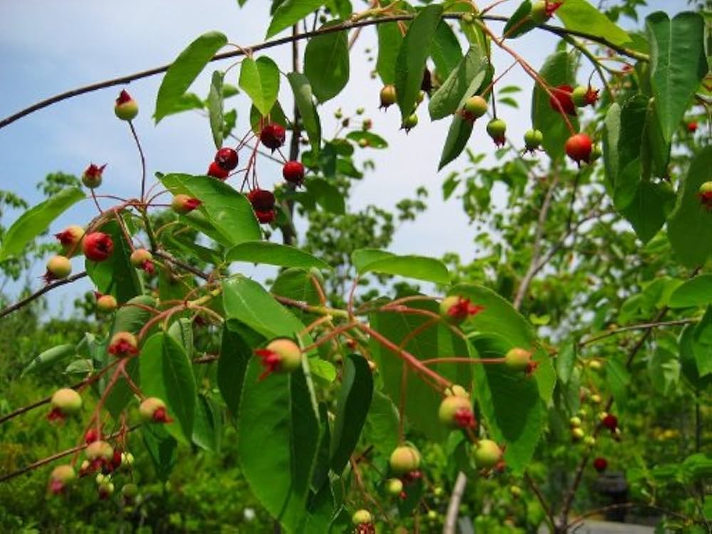 Amazon | 【株立ち】ジューンベリー樹高1.5m前後 人気の果樹 | 果物