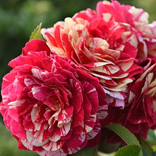 ドイリー1319❤️華麗なツル薔薇のドイリー✨大判60×32cm バラ トイ