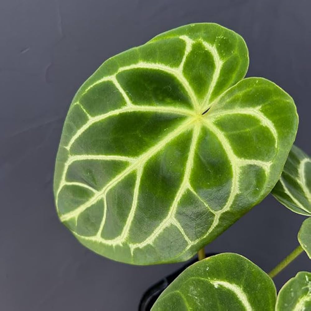 Amazon｜アンスリウム：ドラヤキ×クリスタリナム 3.5号ポット[木村園芸