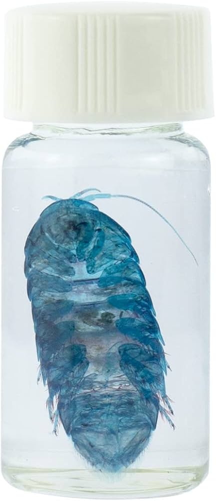 Amazon.co.jp: 透明標本、西太平洋の生物、グソクムシ : おもちゃ