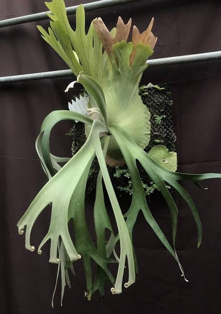 Amazon.co.jp: P.willinckii 'Dwarf Tatsuta' @bikamori.com