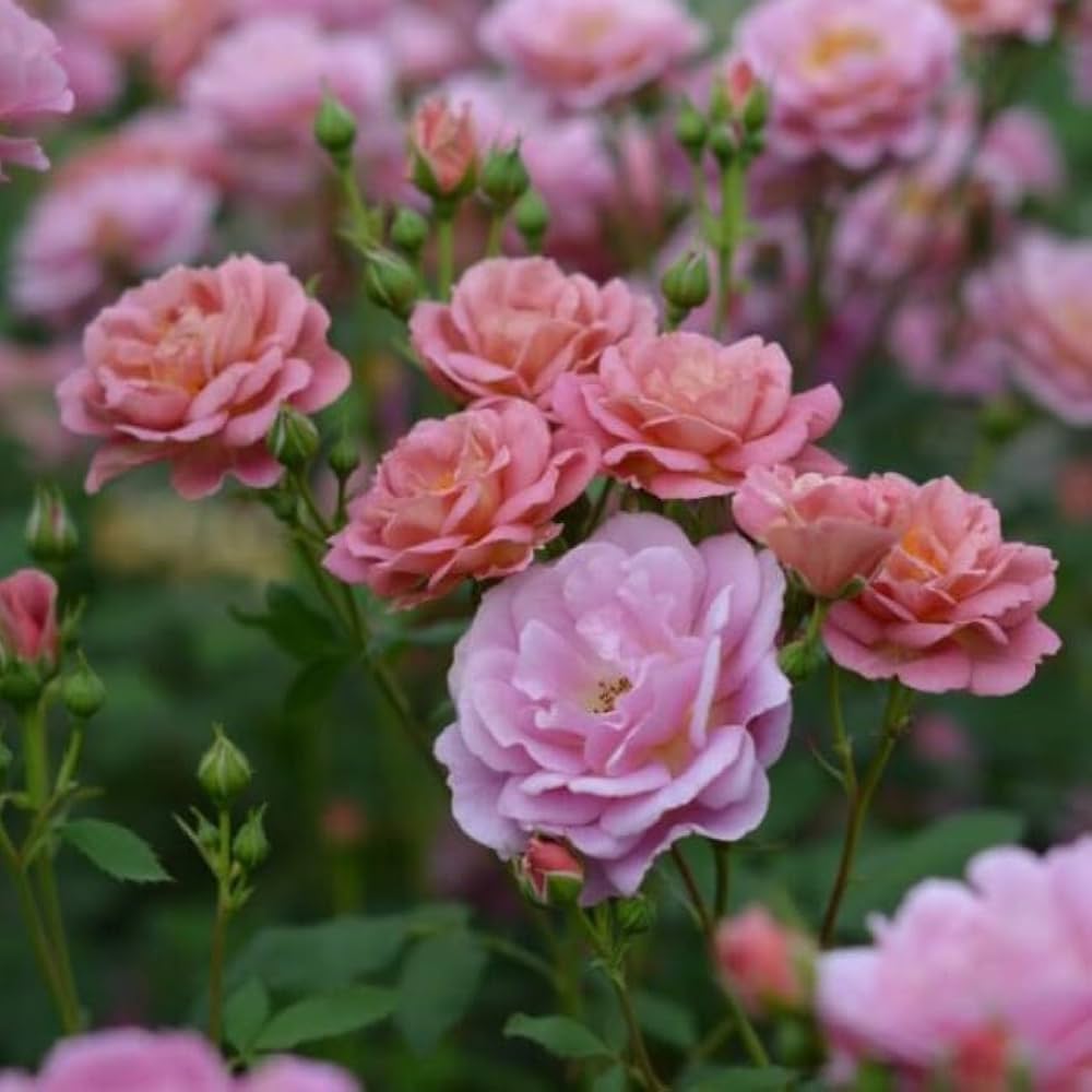 Amazon.co.jp: [ グロッグ バラ 新苗 4号鉢 ]バラ苗 鉢植え 薔薇 ばら