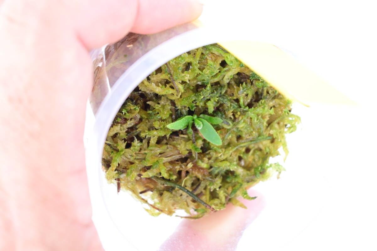 Amazon.co.jp: P.willinckii 'Bacteria' spored⑪ @bikamori.com