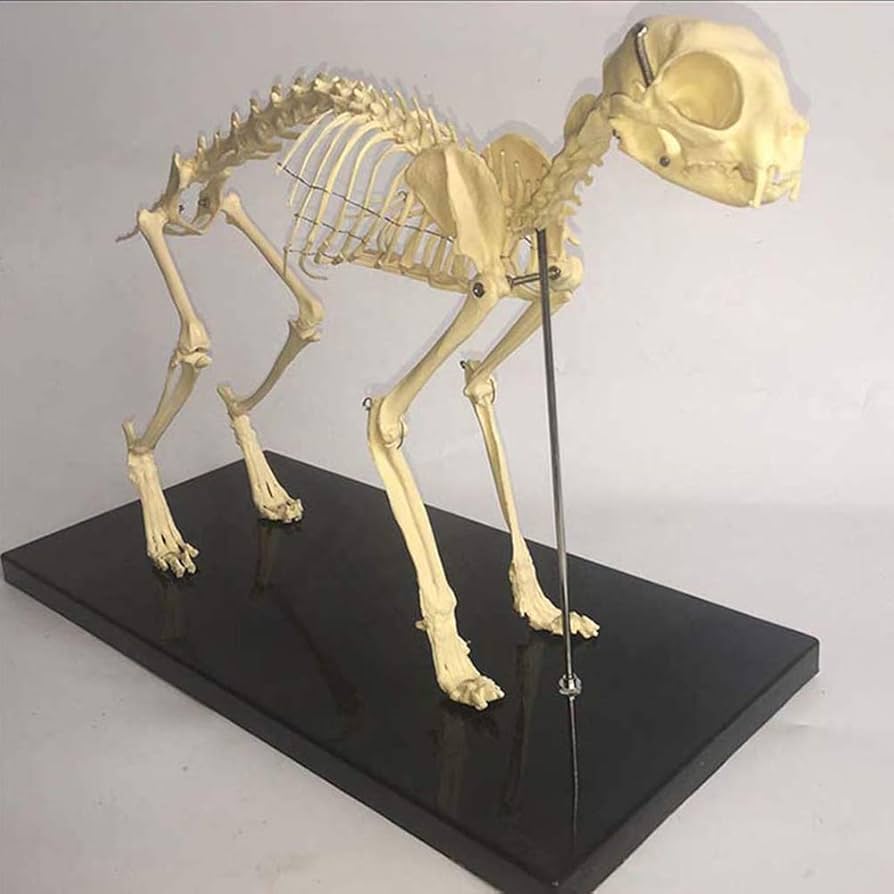 Amazon.co.jp: 1：解剖学的モデルペットの猫の骨の動物の骨格標本の