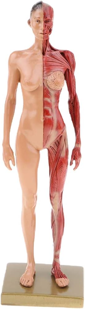 フィジオエナジェティック 身体構造① テキスト フィジオエナジェ