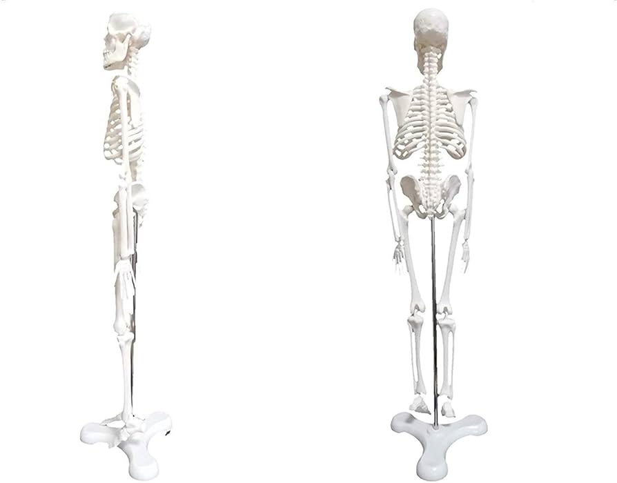 Amazon.co.jp: 骨格標本 人体模型 全長45㎝ コンパクト 4分の1サイズ