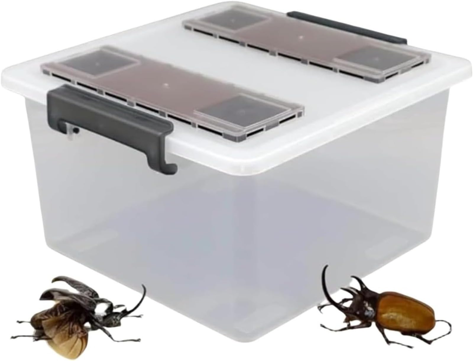 Amazon.co.jp: 大きいクワガタカブトムシプロのケース、クワガタ 飼育