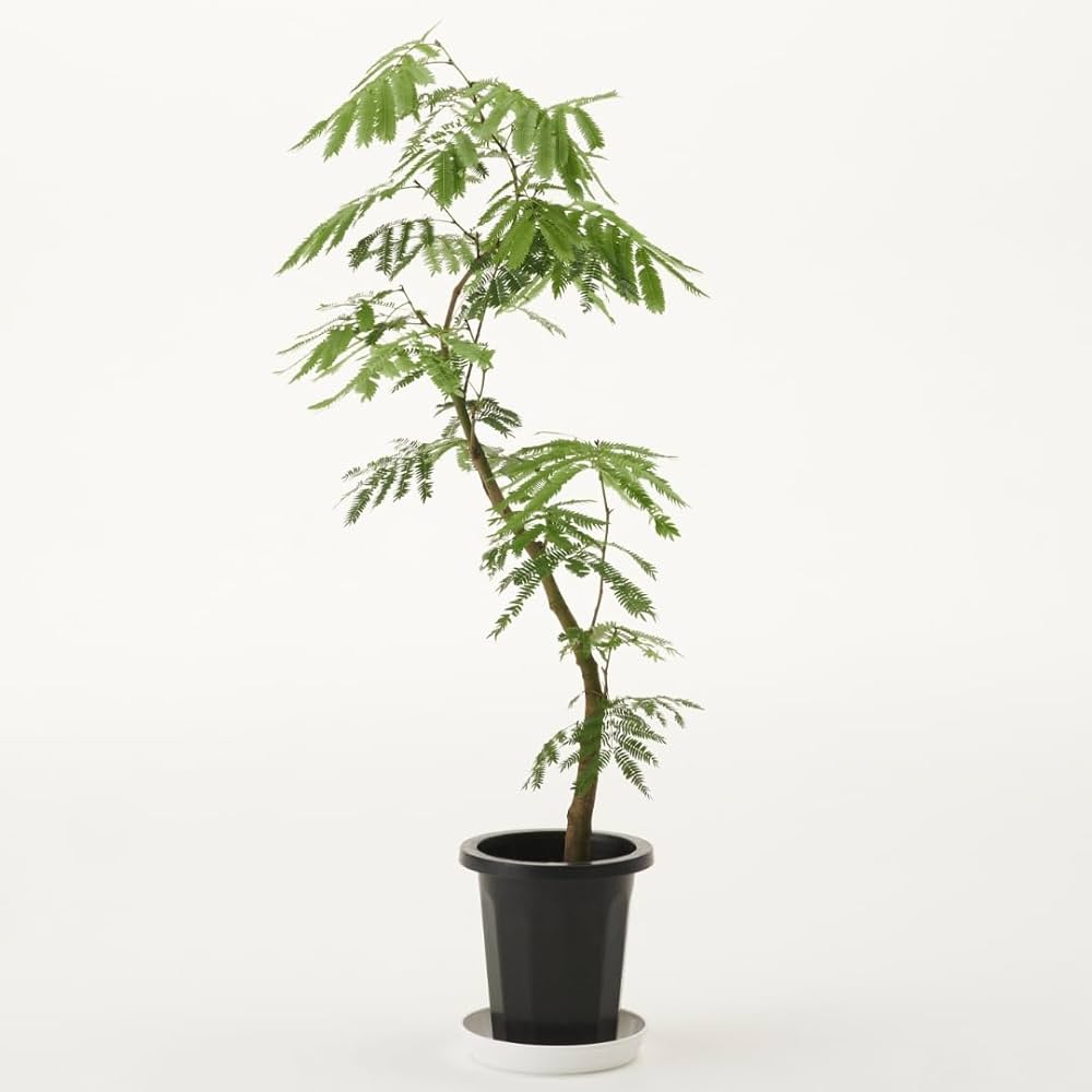 Amazon｜観葉植物 エバーフレッシュ 大型 7号 8号 10号 インテリア