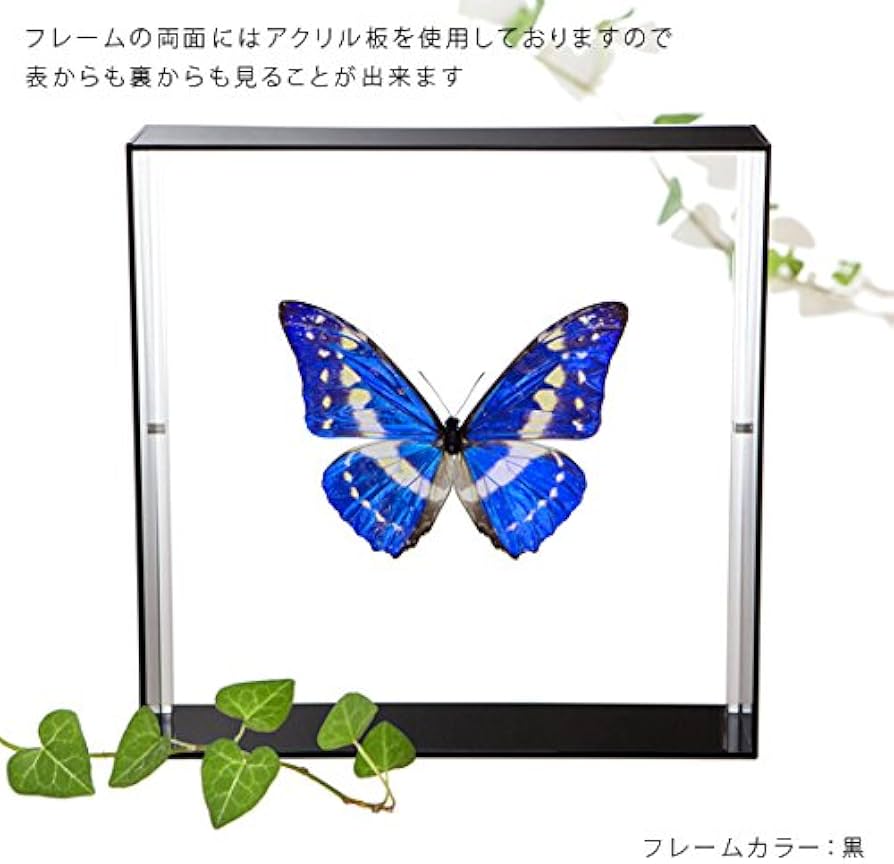 Amazon.co.jp: 蝶の標本 キプリスモルフォ Morpho cypris モルフォ