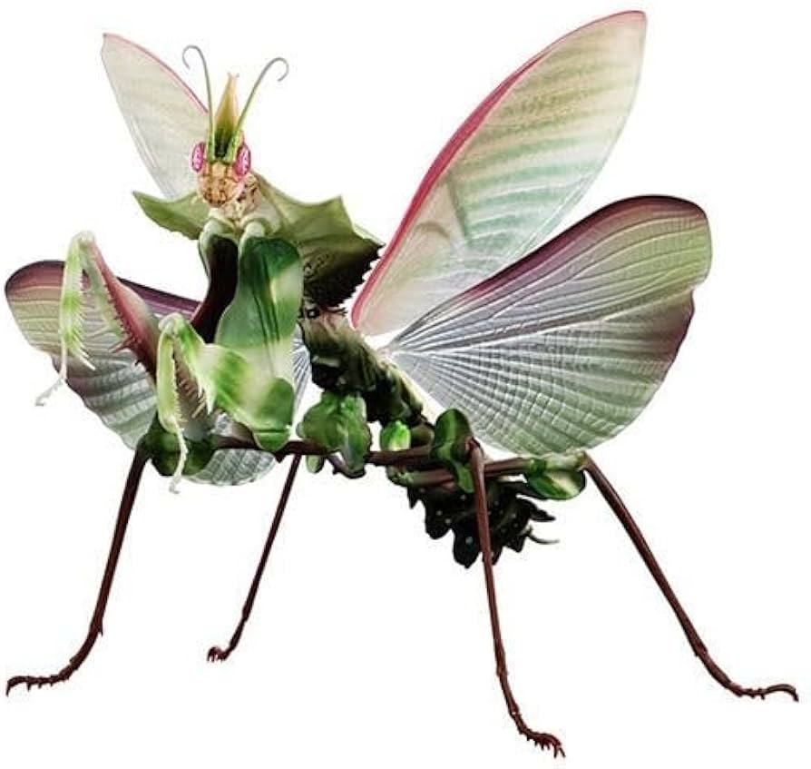 Amazon.co.jp: いきもの大図鑑 アドバンス ニセハナマオウカマキリ