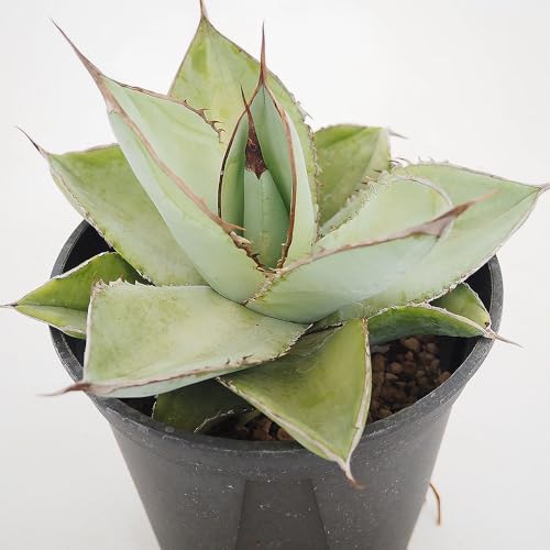 観葉植物 アガベ 5号」の人気商品一覧 | 安い商品を通販サイトから探す