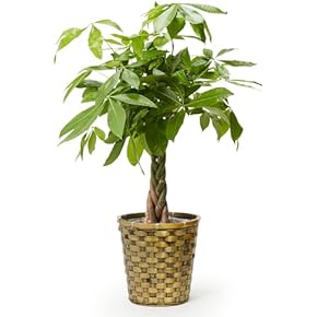 Amazon.co.jp: 観葉植物 - 花・観葉植物: ホーム＆キッチン