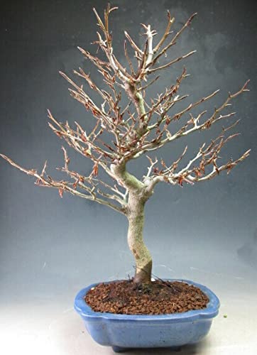 Amazon｜盆栽 富士ブナの鉢植え盆栽【現品】｜観葉植物 オンライン通販