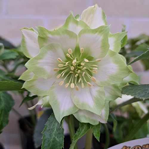 Amazon.co.jp: クリスマスローズ 利休 4号ロングポット開花株 9鉢 実生